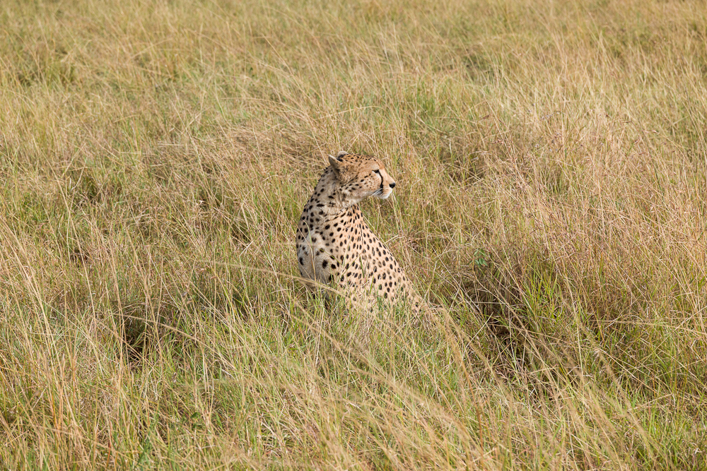 mara